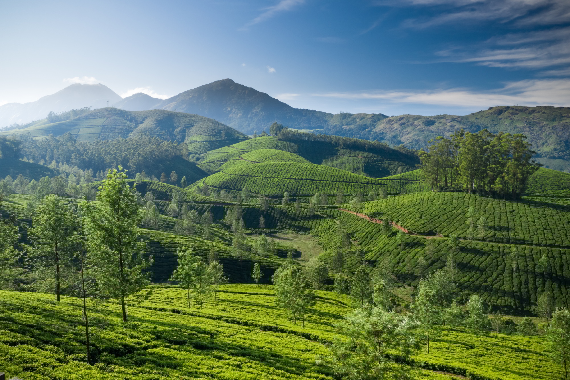 Beautiful tea plantation landscape in the morning.