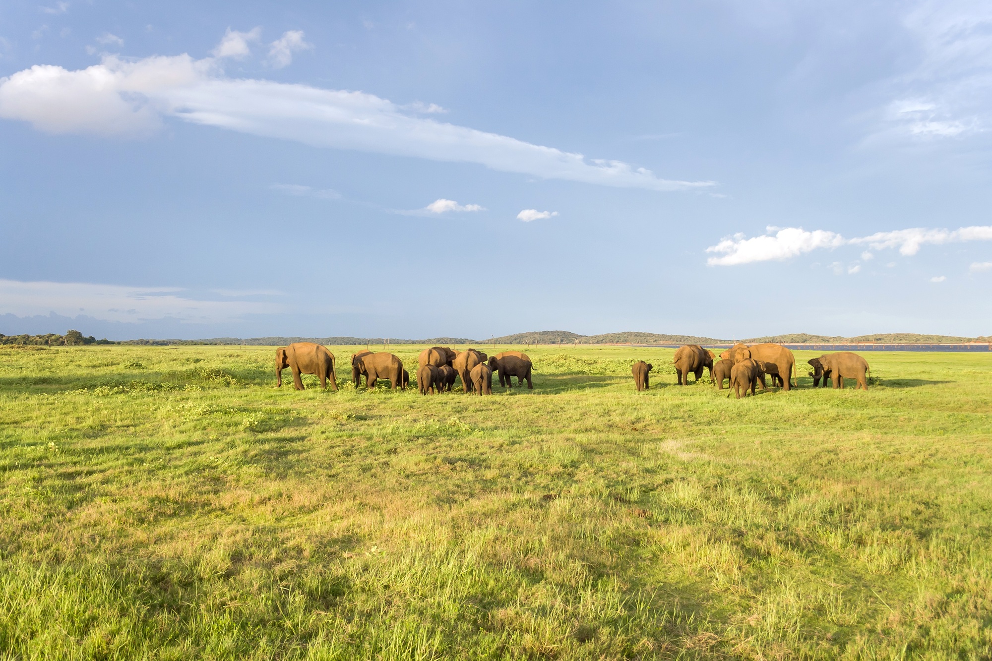 Elephants in the natural environment in Sri Lanka. Amazing habitat.