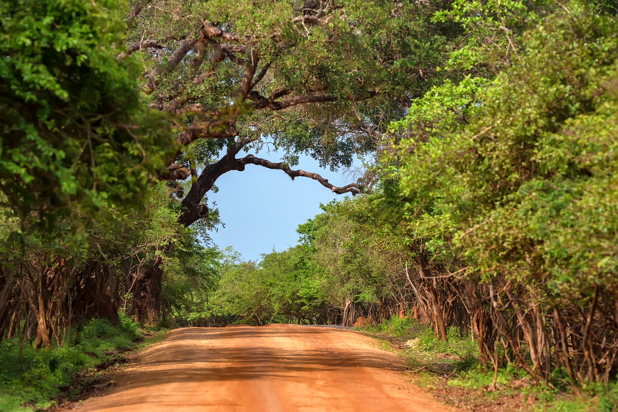 Landscape of Yala National Park, Sri Lanka